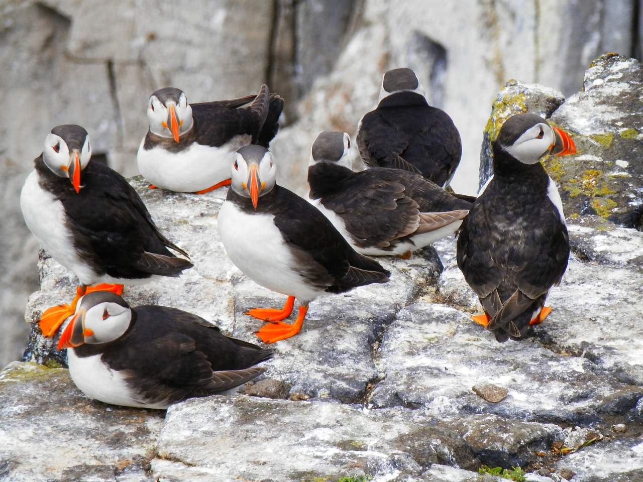 Image - puffins seabird nature wild animal