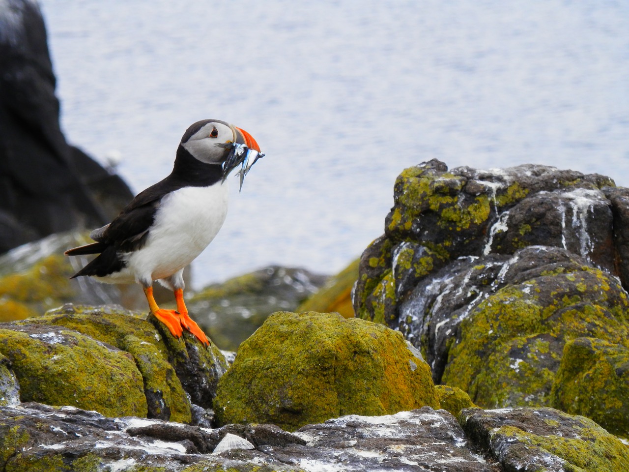 Image - puffin seabird nature wild animal