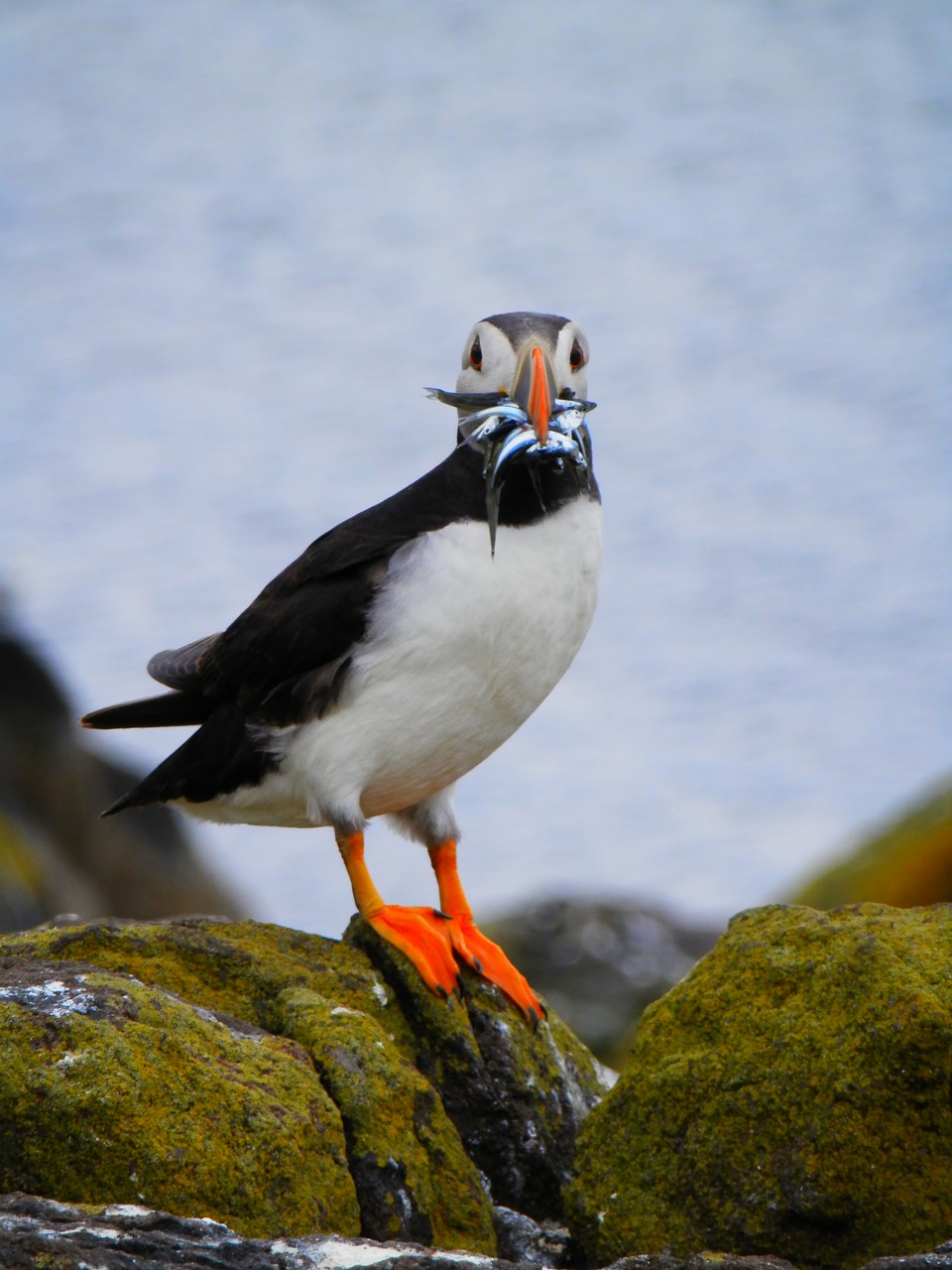 Image - puffin seabird nature wild animal