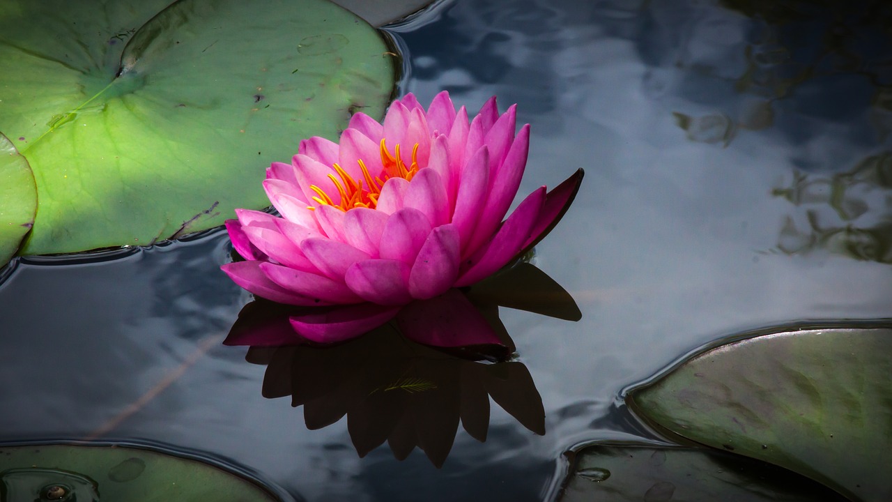 Image - flower waterlily blossom flora