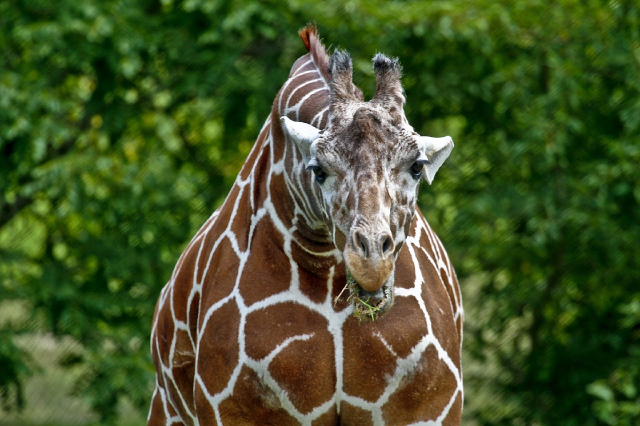 Image - giraffe head face portrait eating