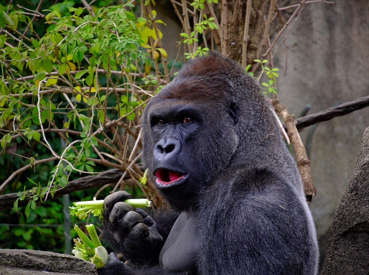 Image - gorilla ape primate wildlife