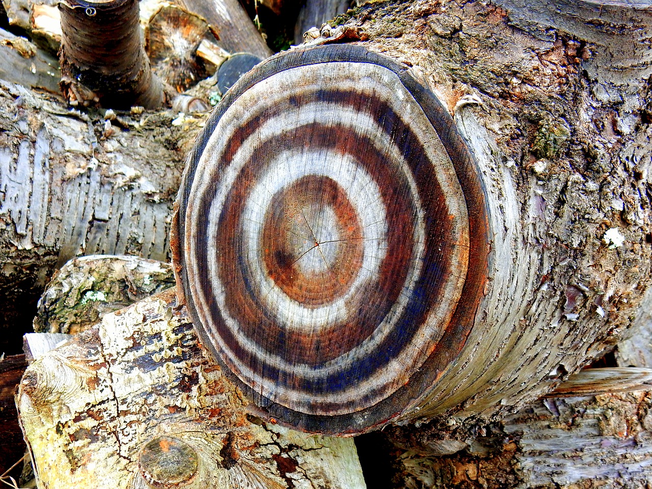 Image - branch wood target aesthetic