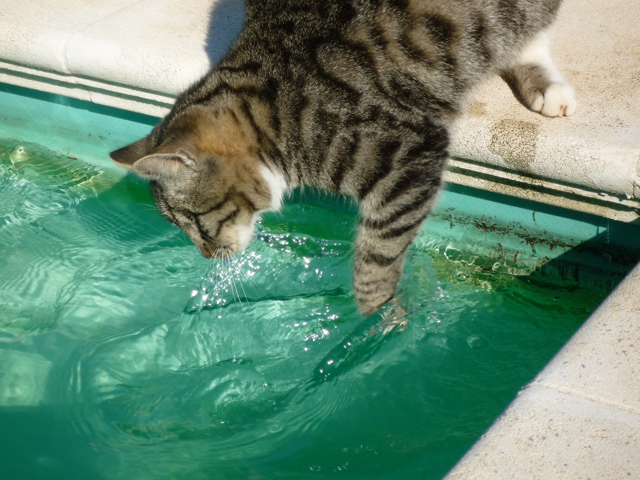 Image - cat fishing in pool pet feline