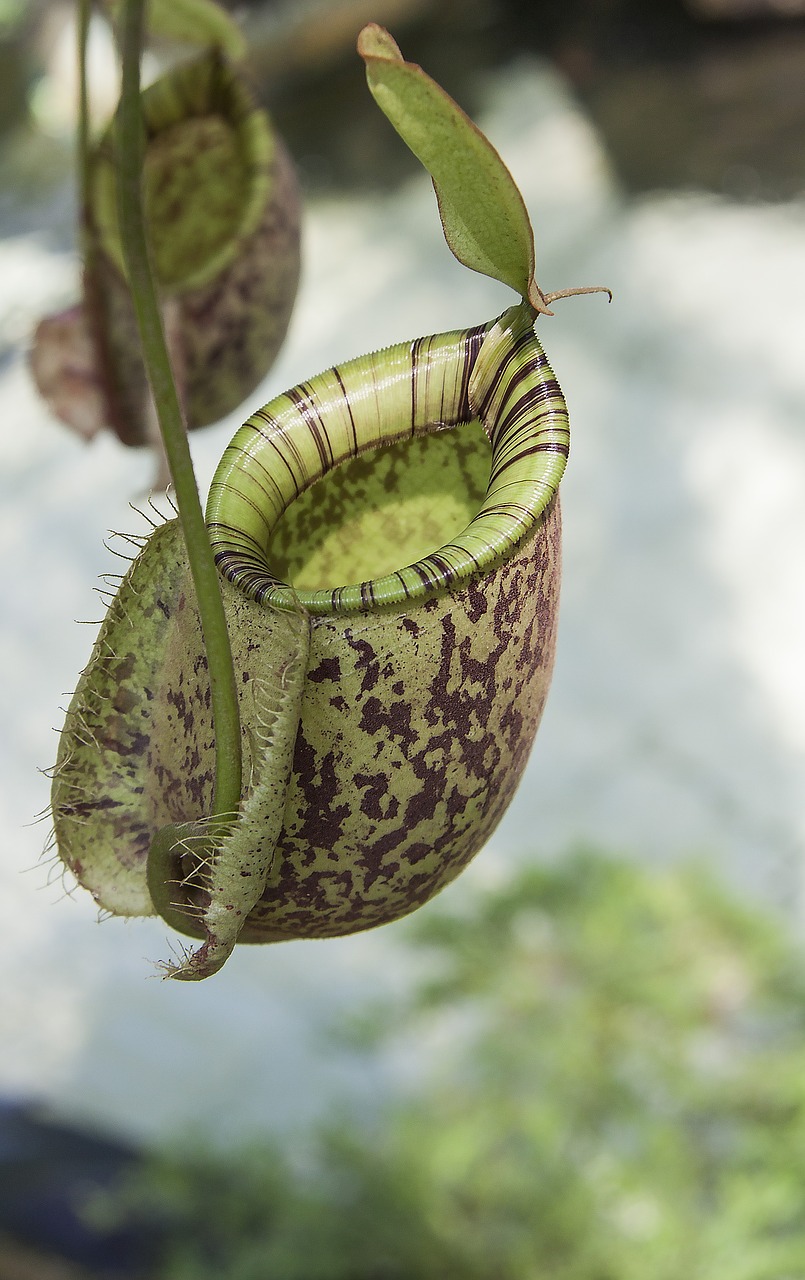 Image - pitcher plant carnivorous botanical