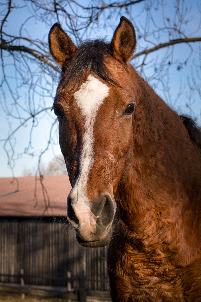 Image - horse animals reiterhof nature