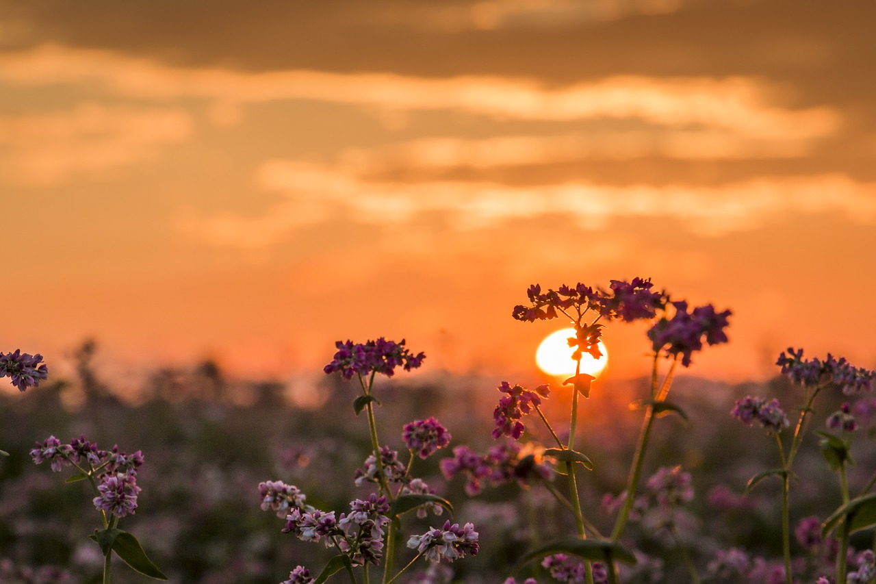 Image - sunset sun nature abendstimmung