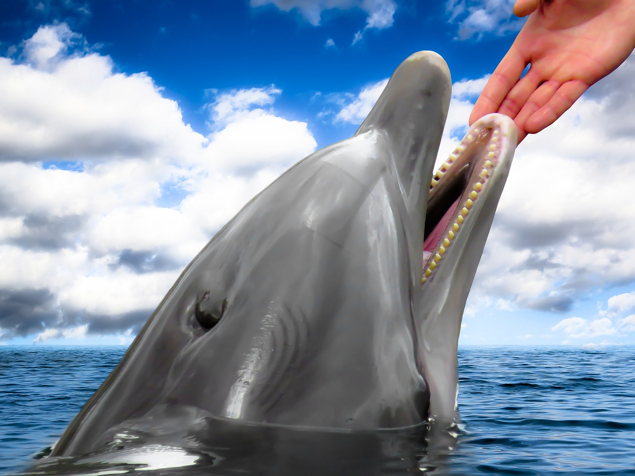 Image - dolphin mammal hand trust faith