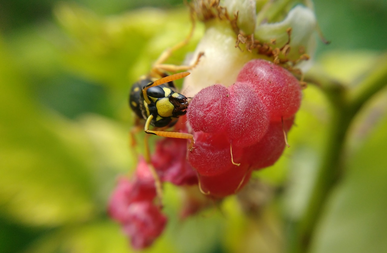 Image - macro raspberry summer nature