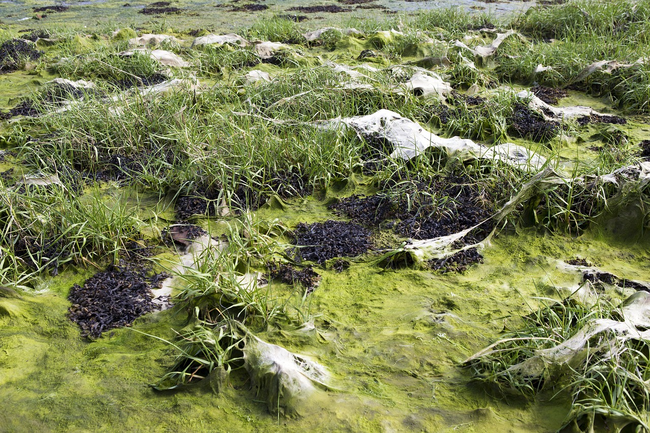 Image - low tide sea grass algae seaweed