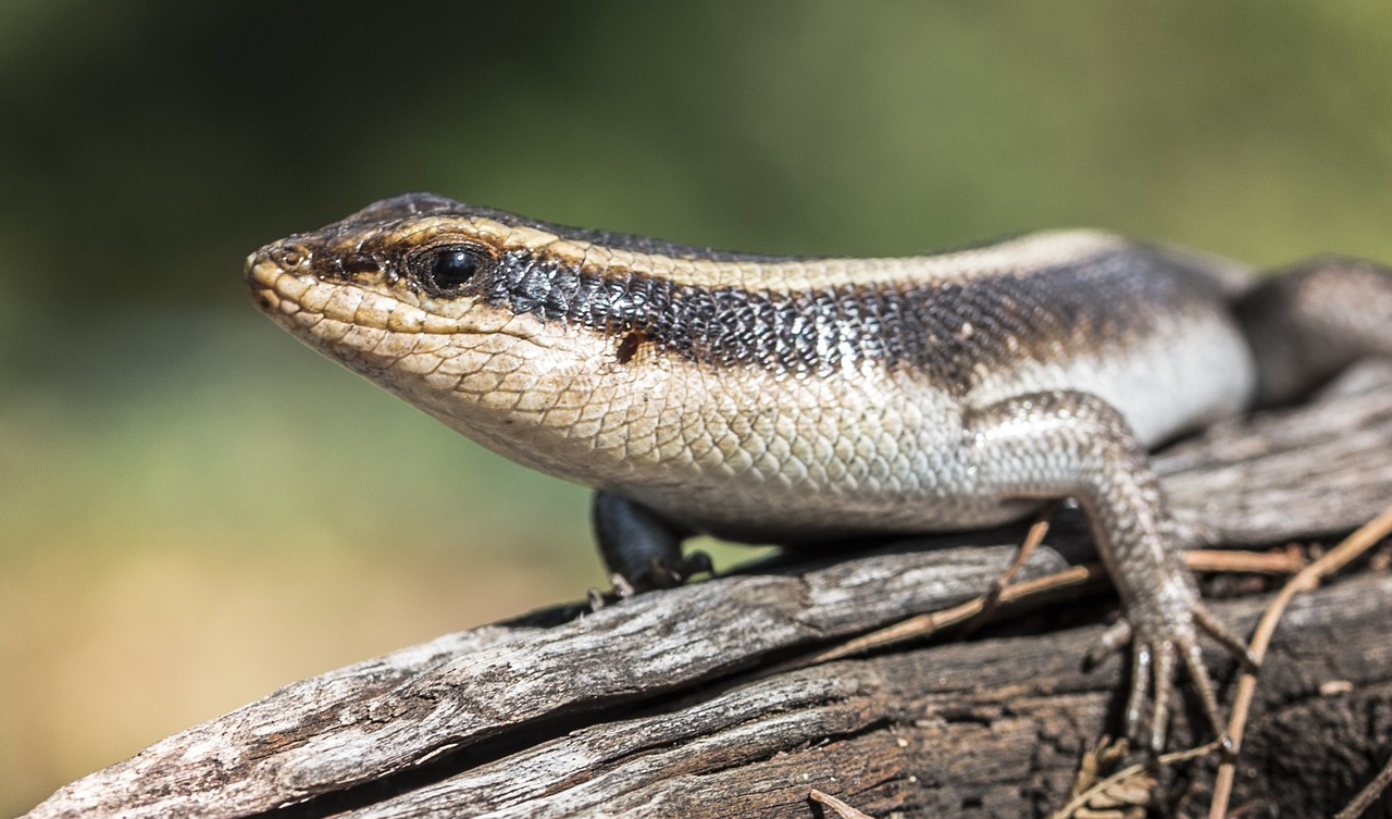 Image - animal cold blooded lizard nature