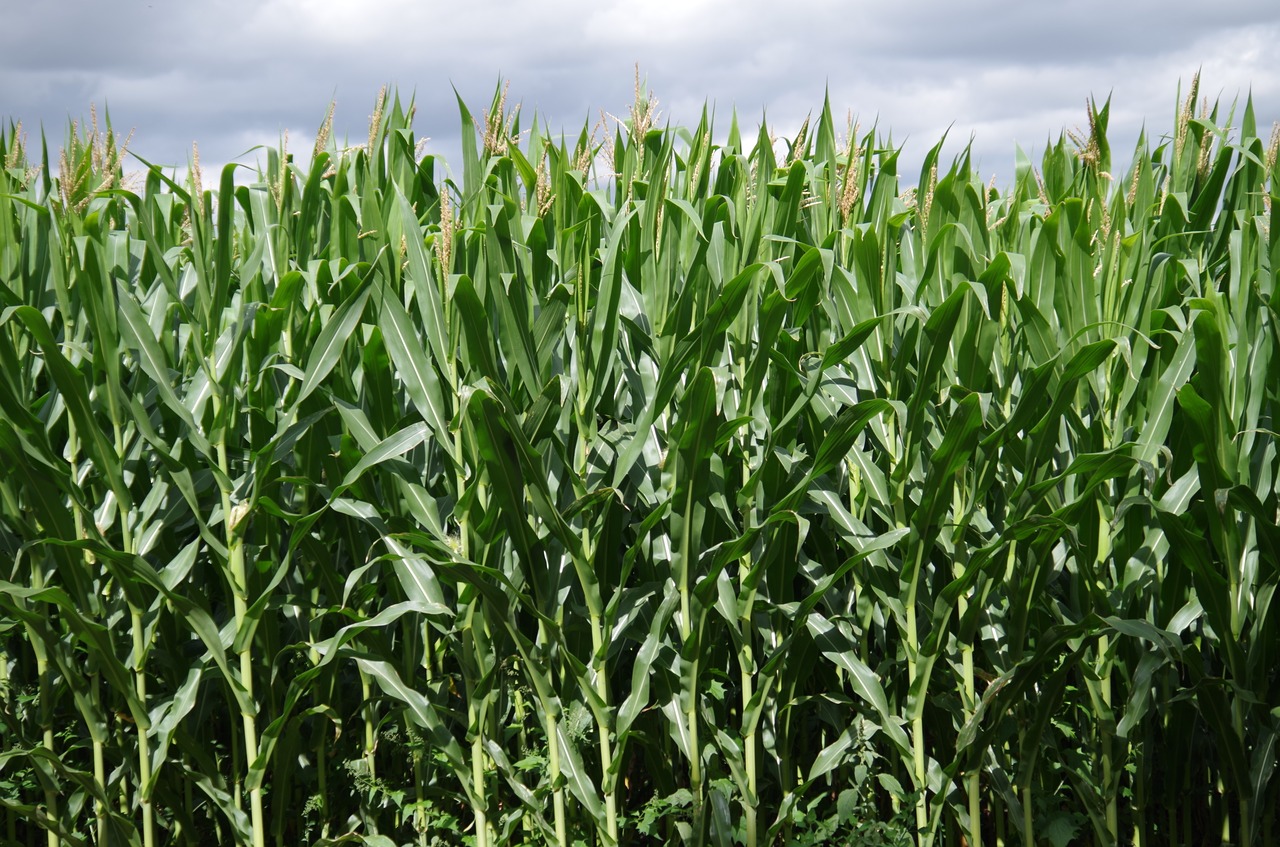 Image - corn on the cob field high