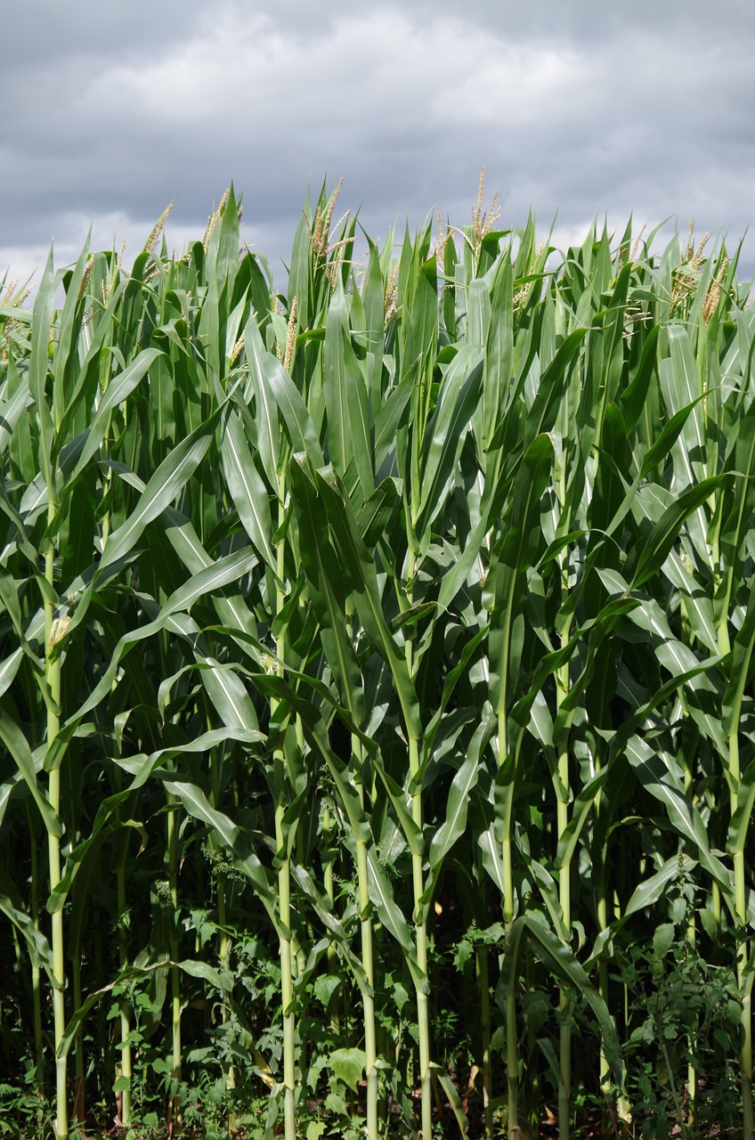 Image - corn on the cob field high