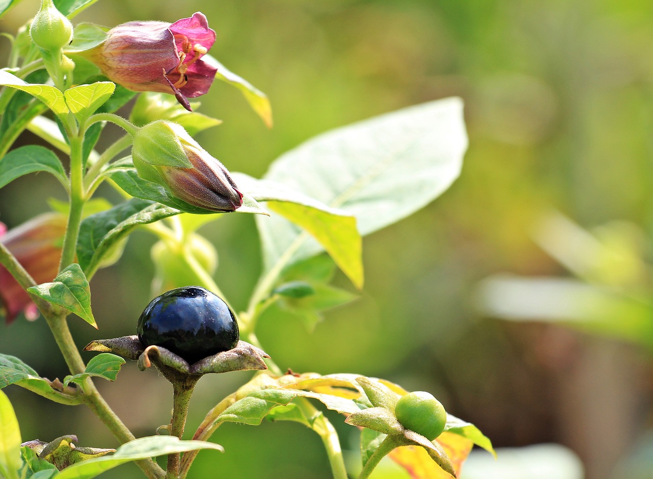 Image - belladonna atropa belladonna plant