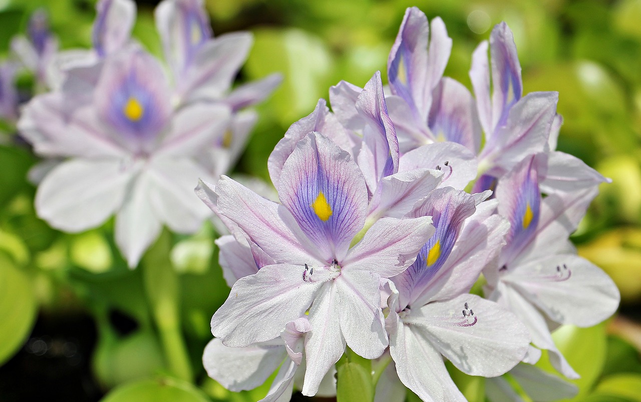 Image - water hyacinth flowers nature plant