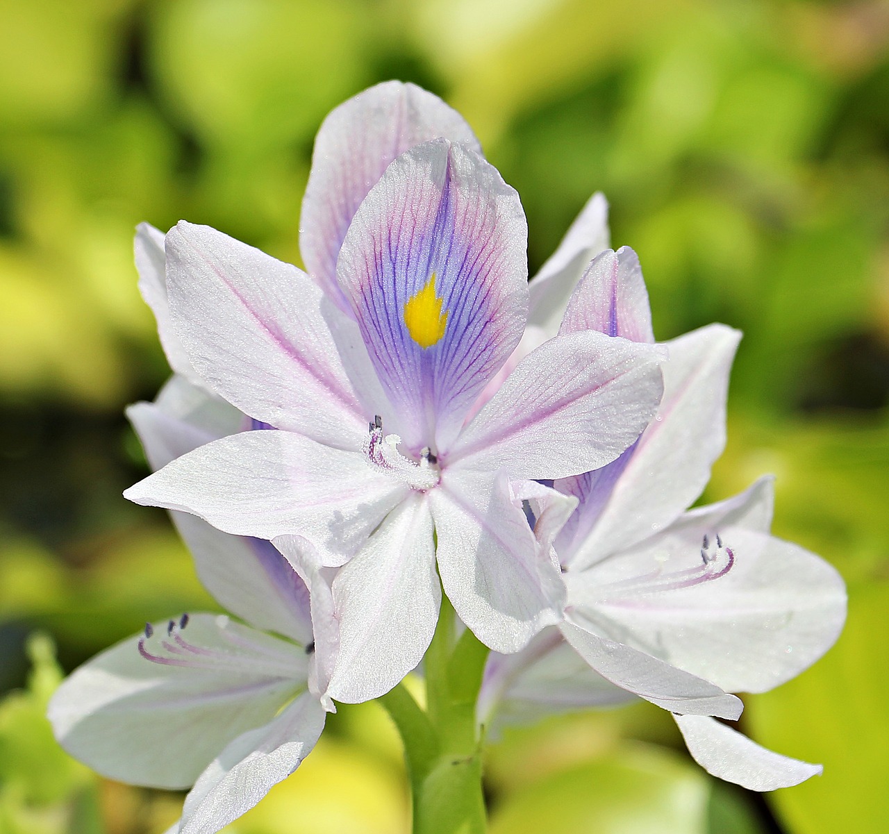 Image - water hyacinth flowers nature plant