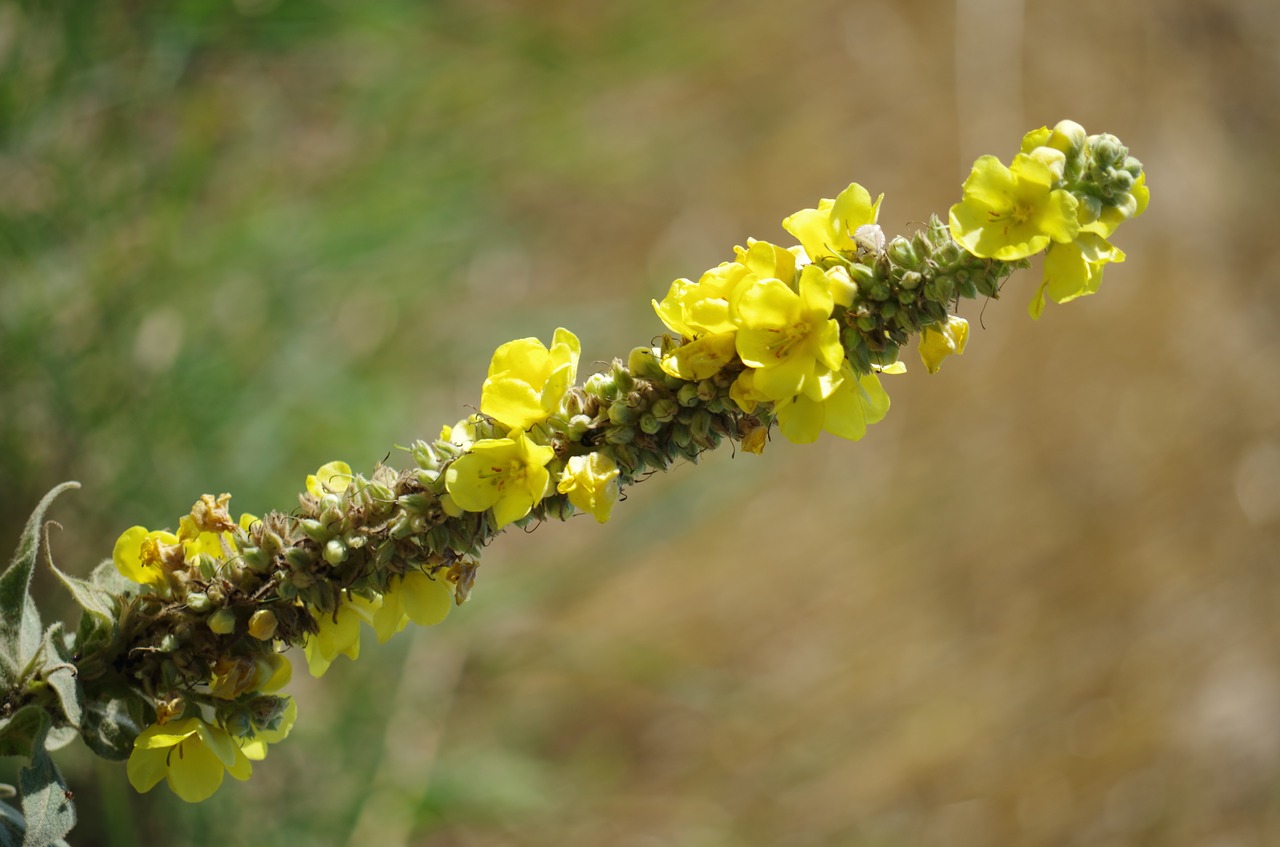 Image - verbascum densiflorum drugs plant