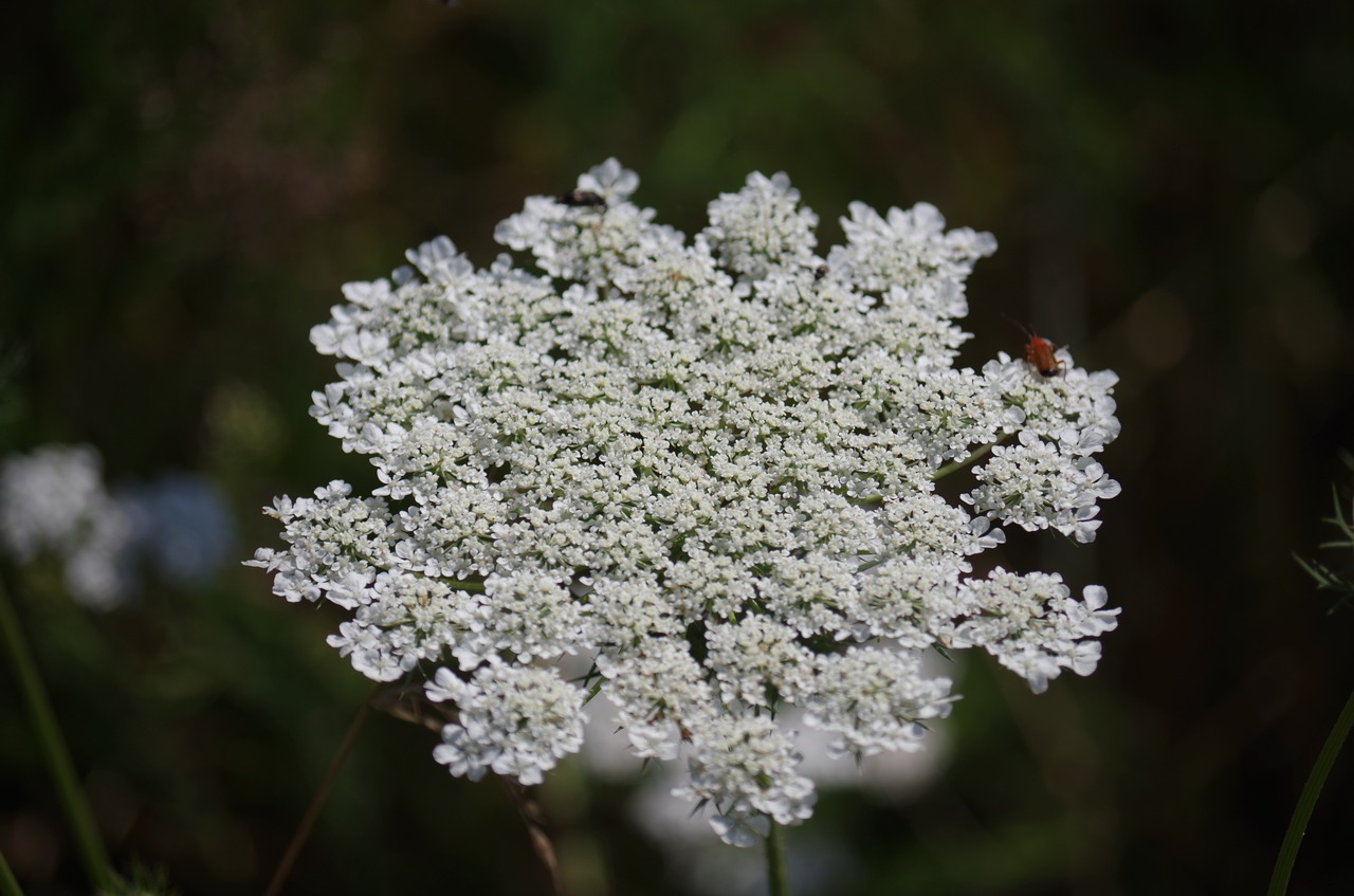 Image - mouse tail meadow flowers