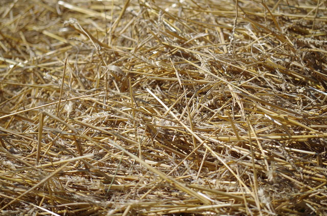 Image - hay straw dry