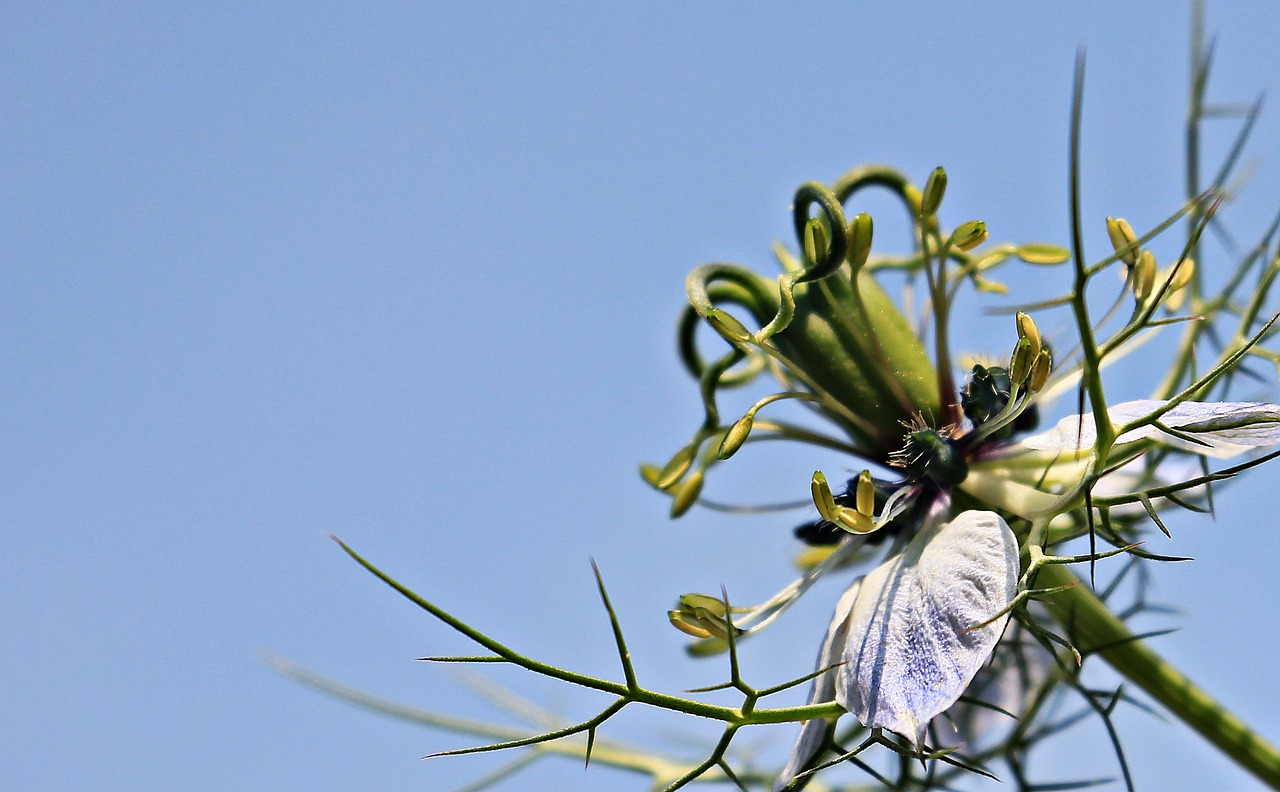 Image - virgin in the green