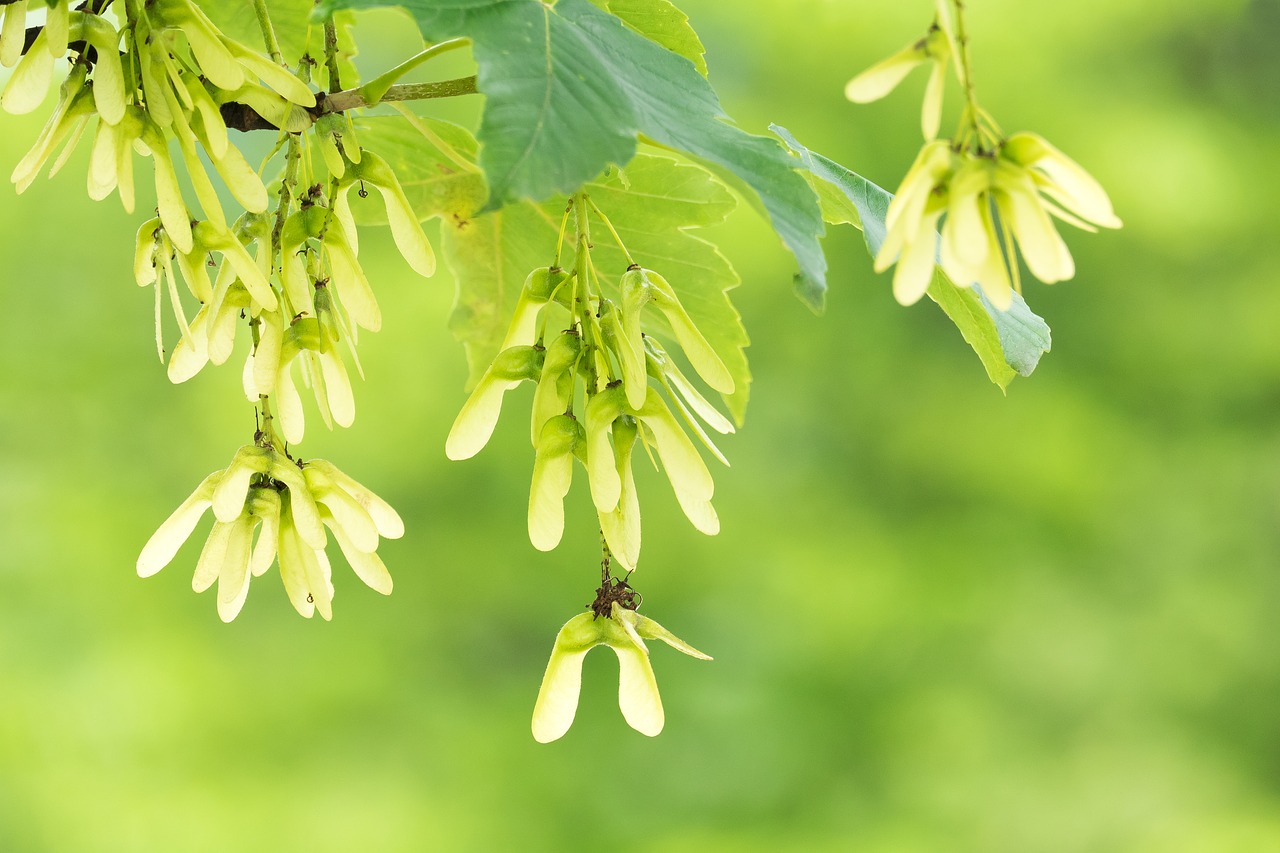 Image - maple seeds green tree maple fruit