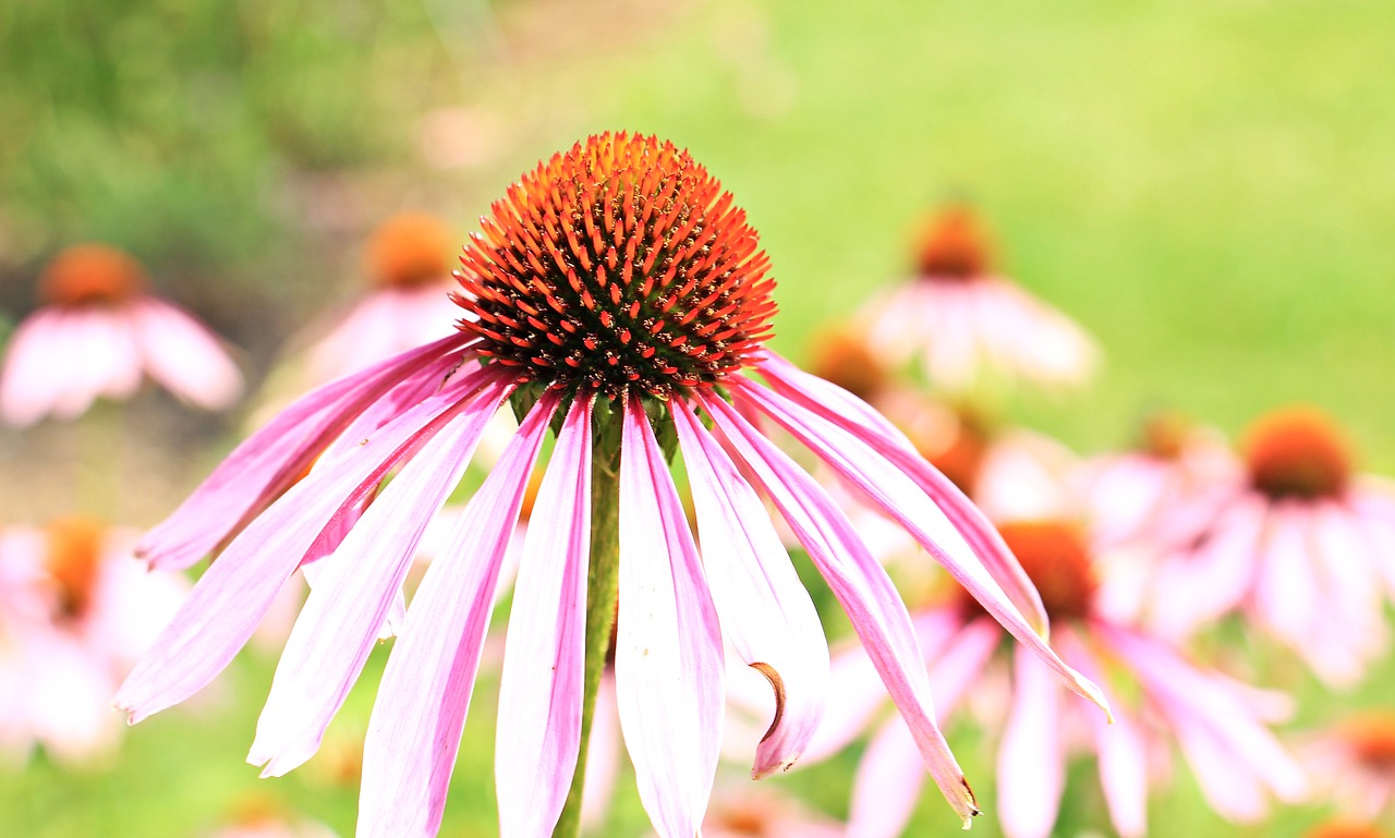 Image - sun hats hedgehog heads echinacea