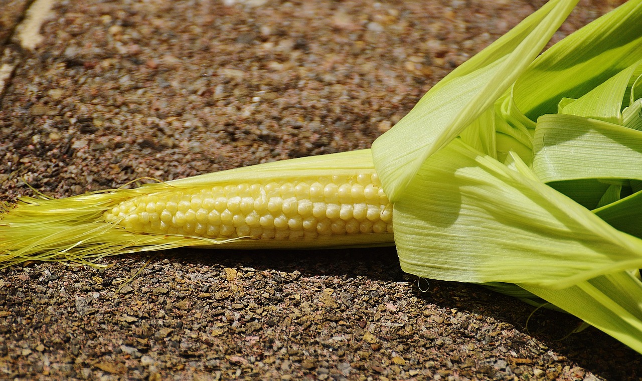 Image - corn young vegetables plant summer