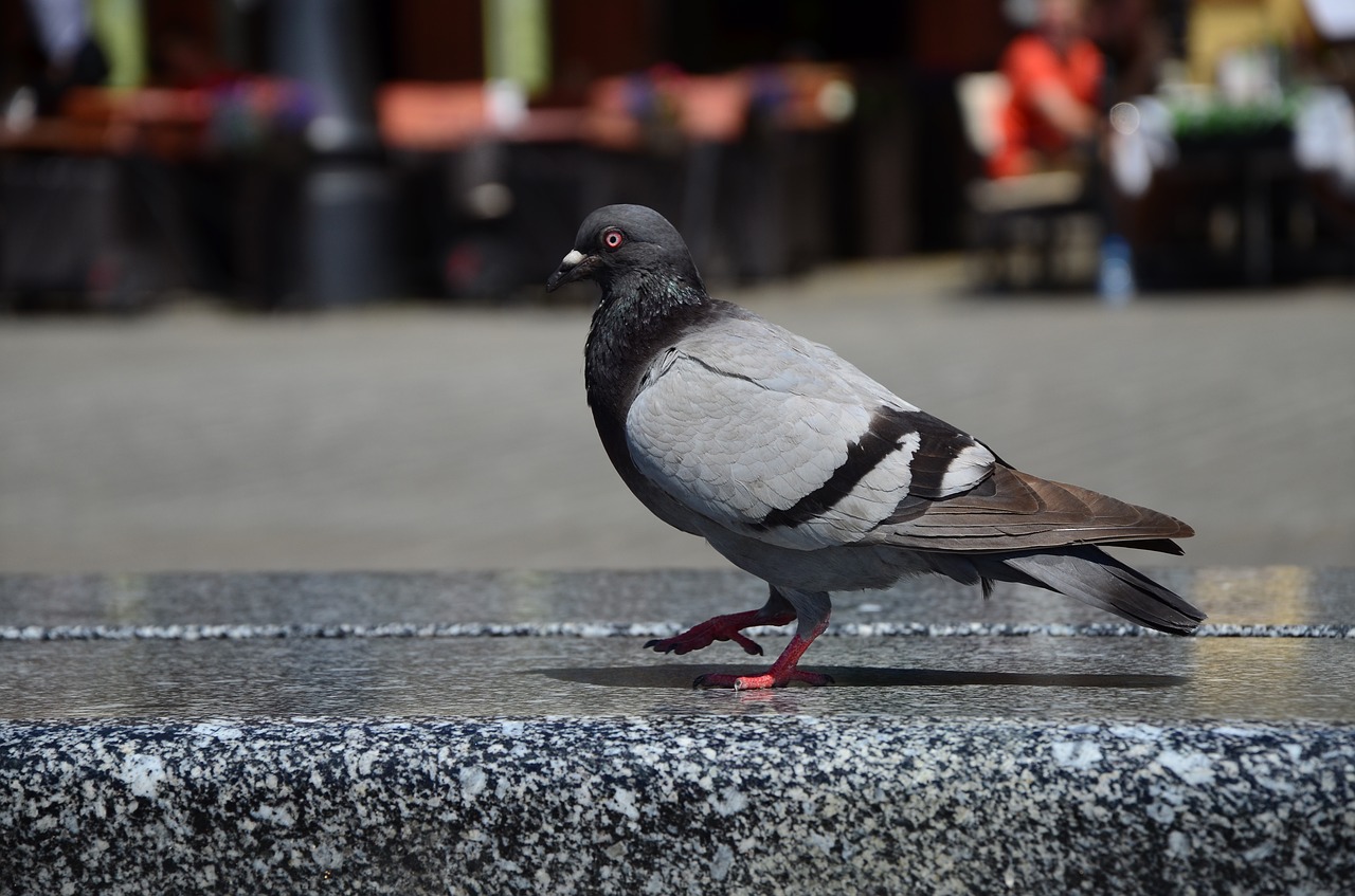 Image - pigeon city walking dove stone