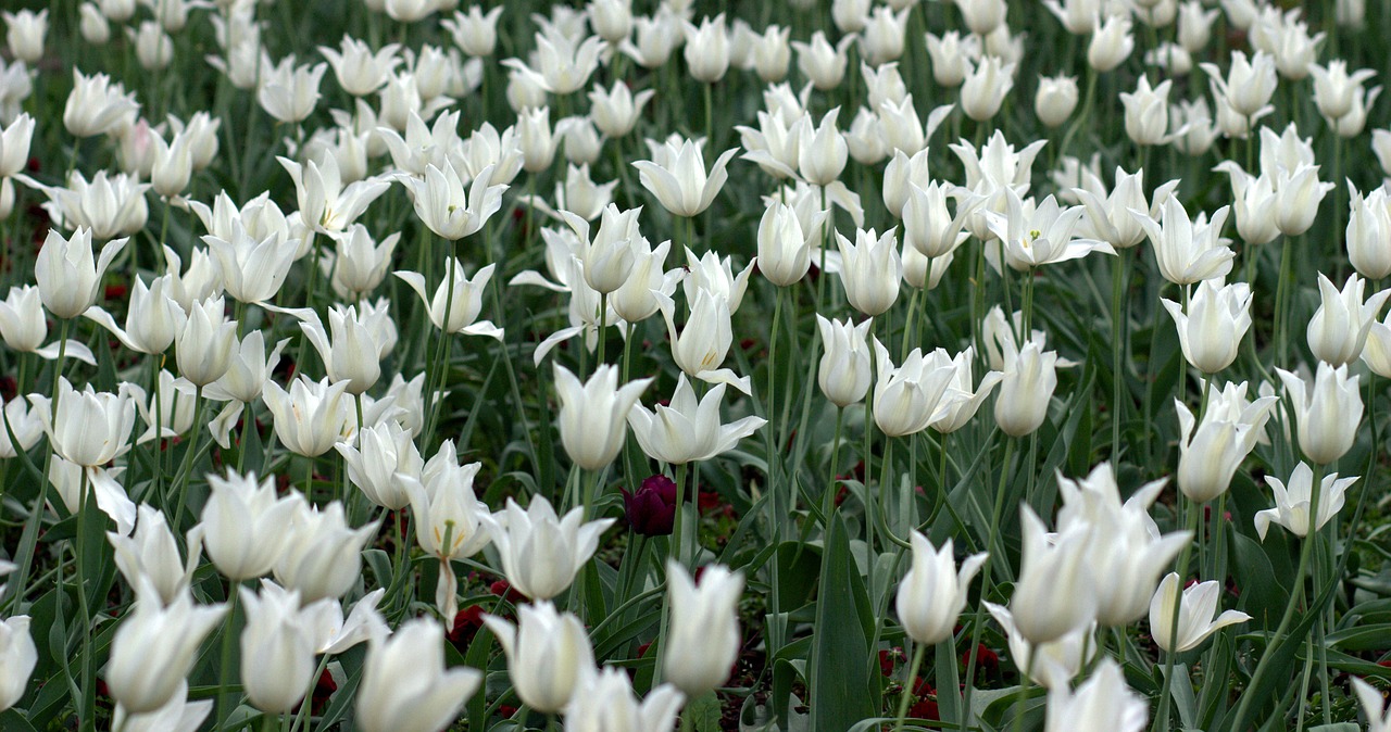 Image - tulips flowers supplies white