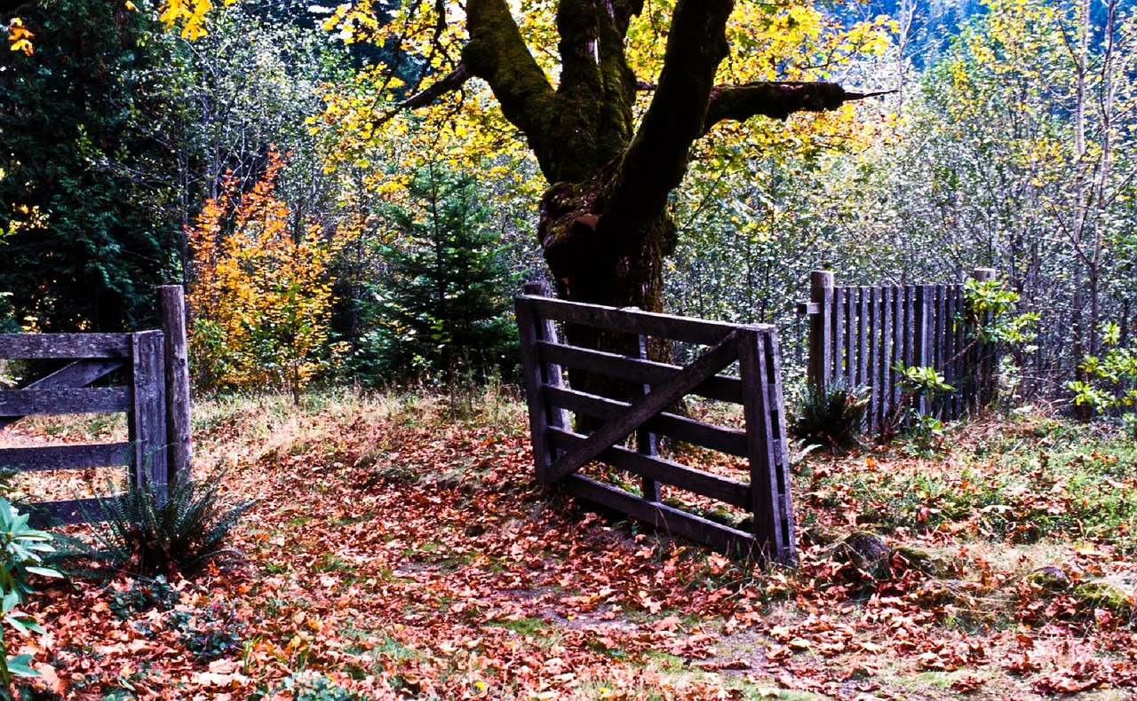 Image - autumn leaves fall nature fence