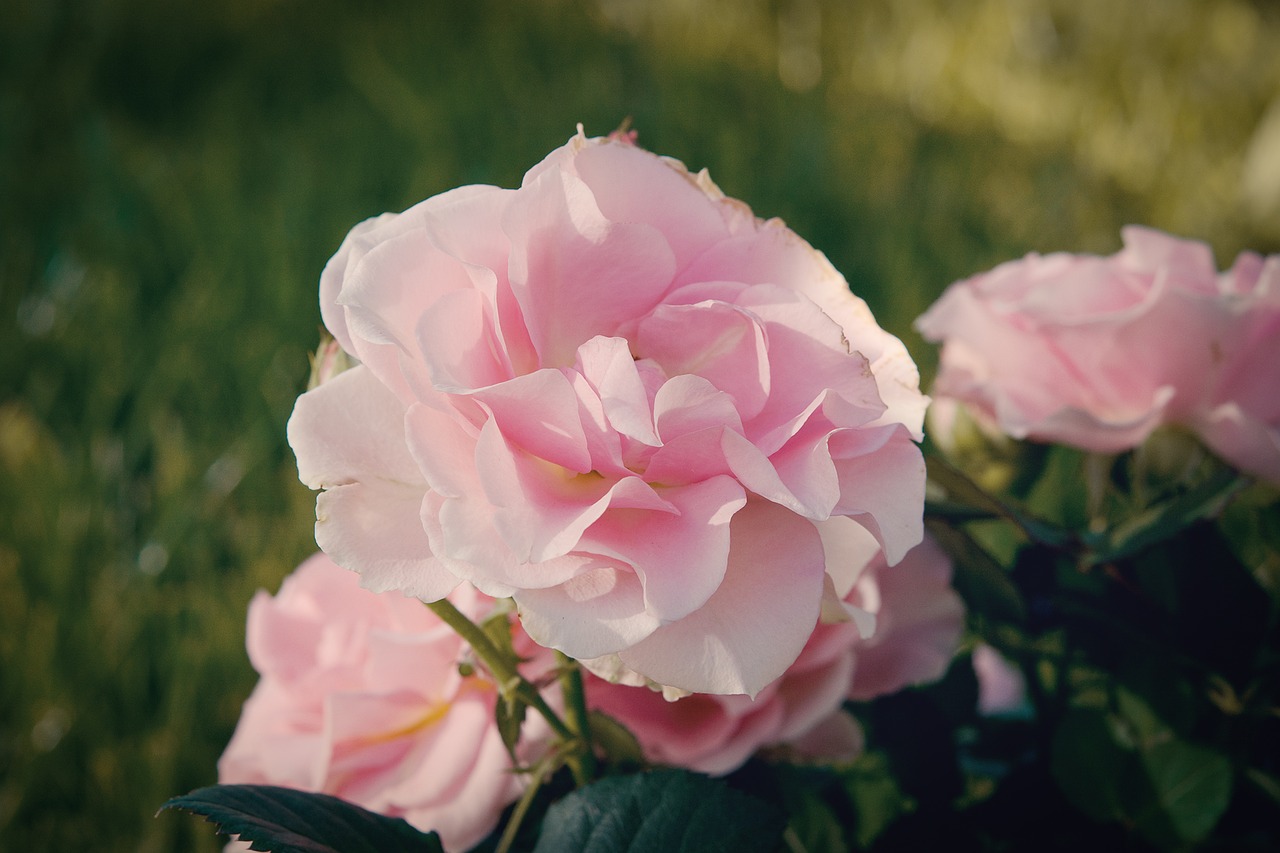 Image - rose pink pink rose blossom bloom