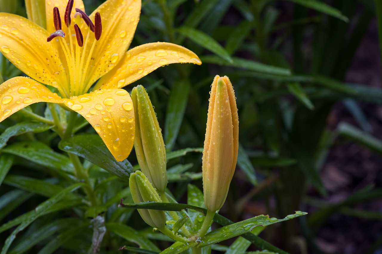 Image - lily yellow lily family yellow lily