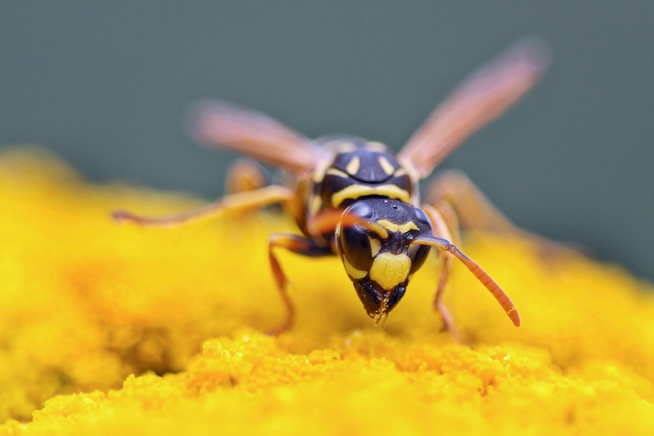 Image - insect plant nature