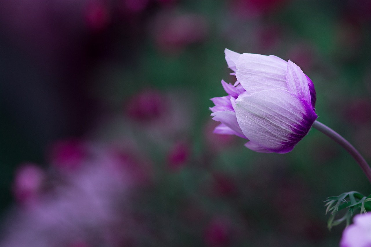 Image - anemone blossom bloom white violet