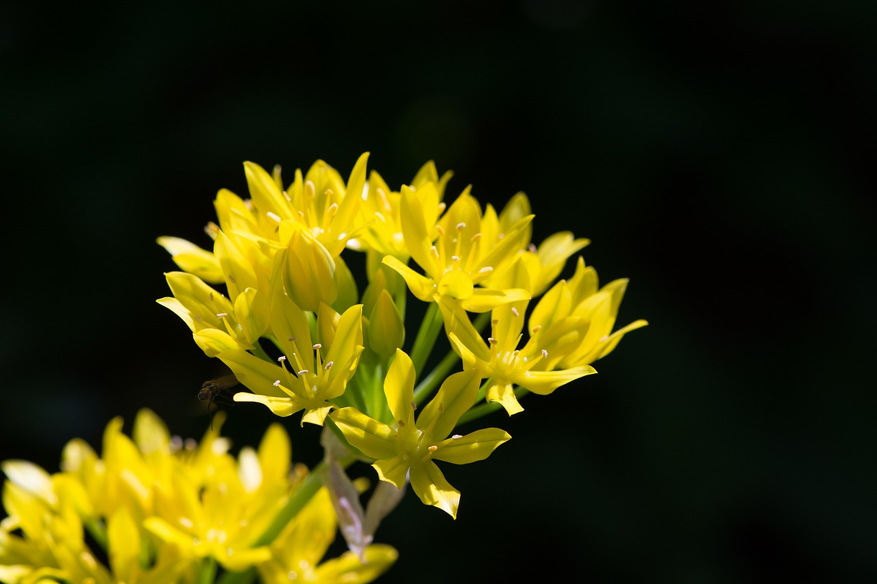 Image - gold leek allium moly amaryllidaceae