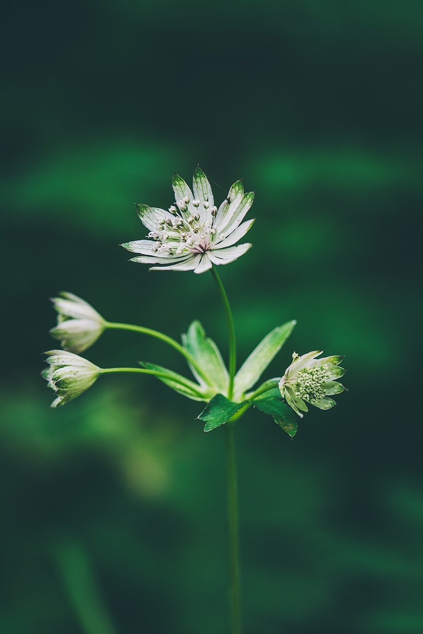 Image - flower forest flower pointed flower