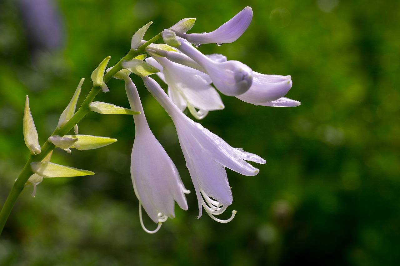 Image - plantain lily sweetheart lily hosta