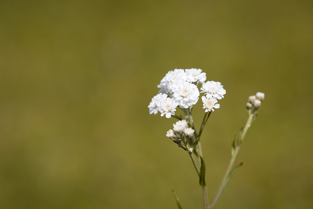Image - ranunculus aconitifolius
