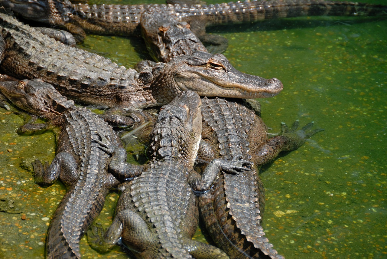 Image - american alligators alligator