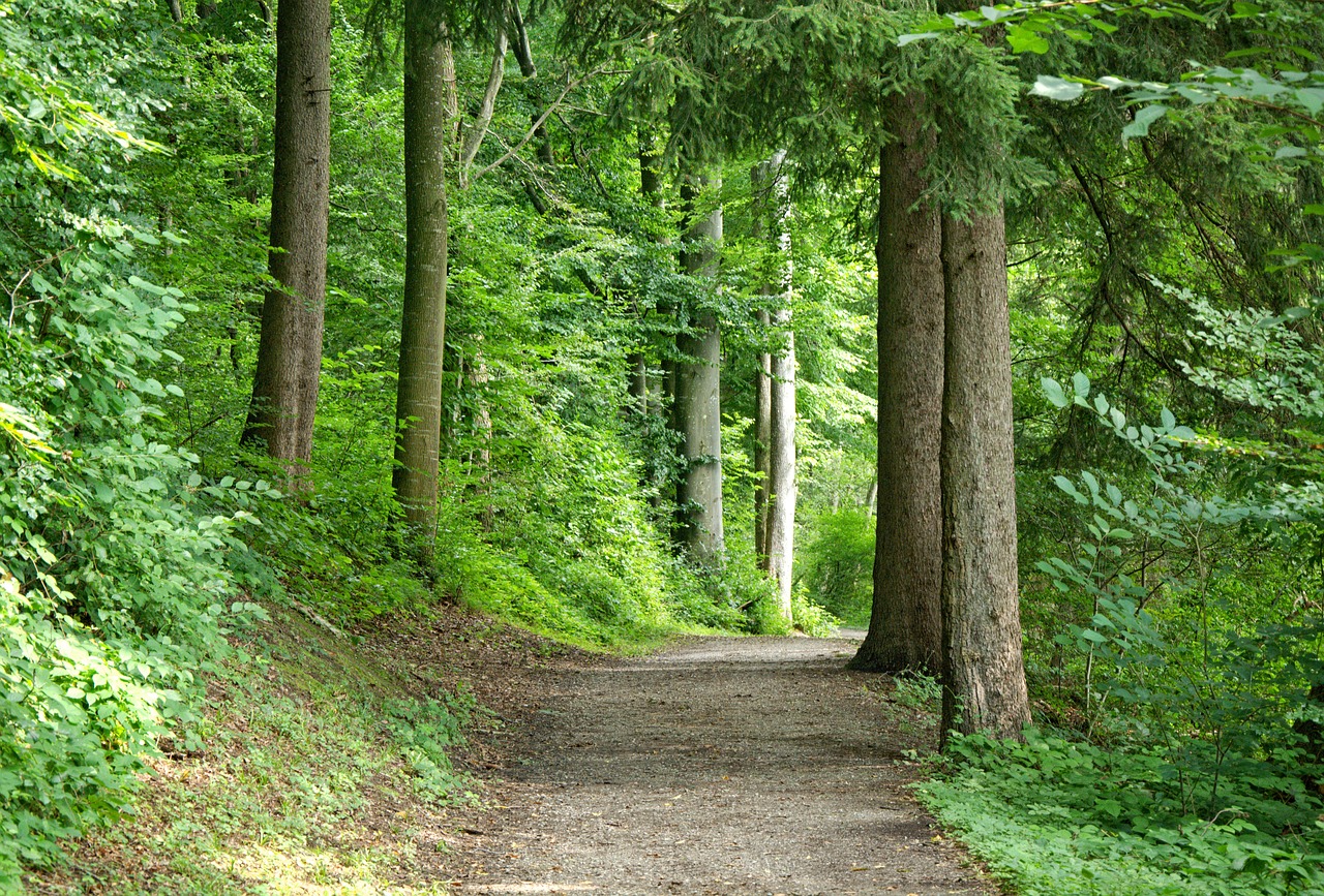 Image - away forest forest path nature
