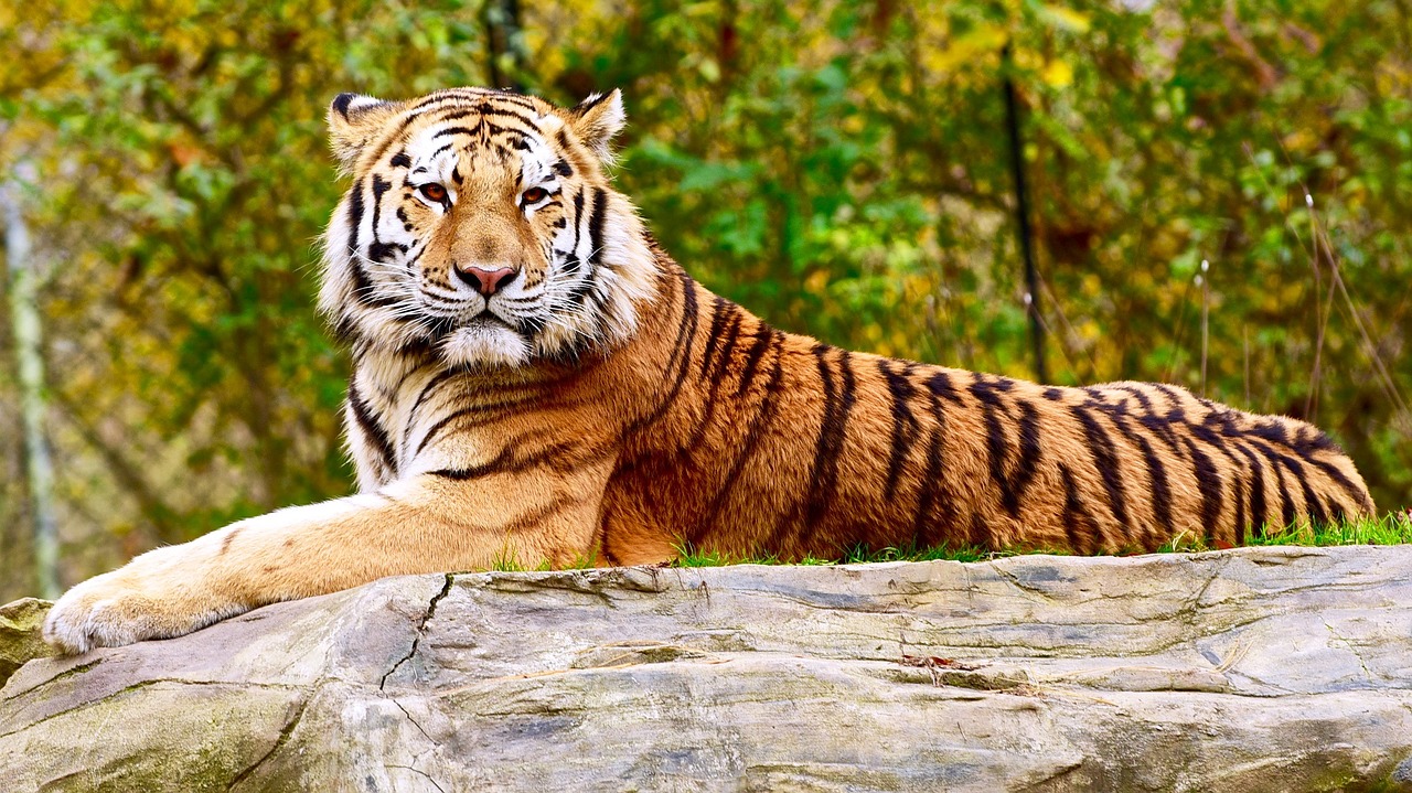 Image - tiger resting wild animal big cat