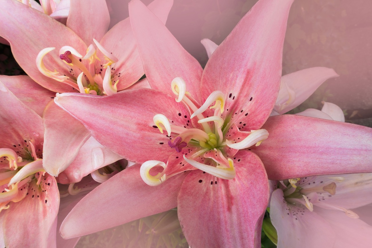 Image - daylily hemerocallis day lily plants