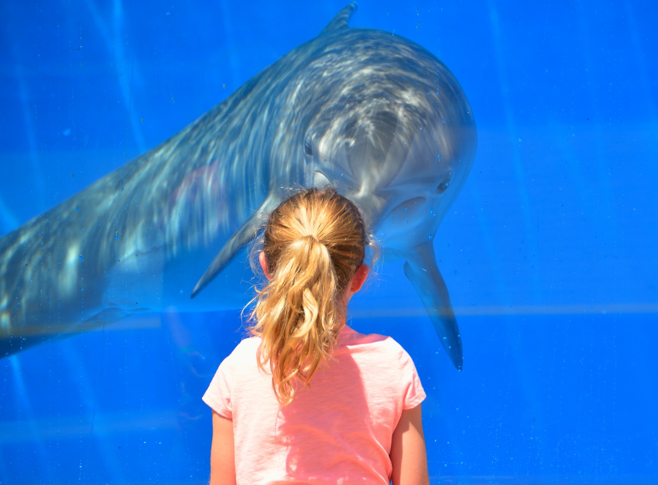 Image - dolphin child children playing