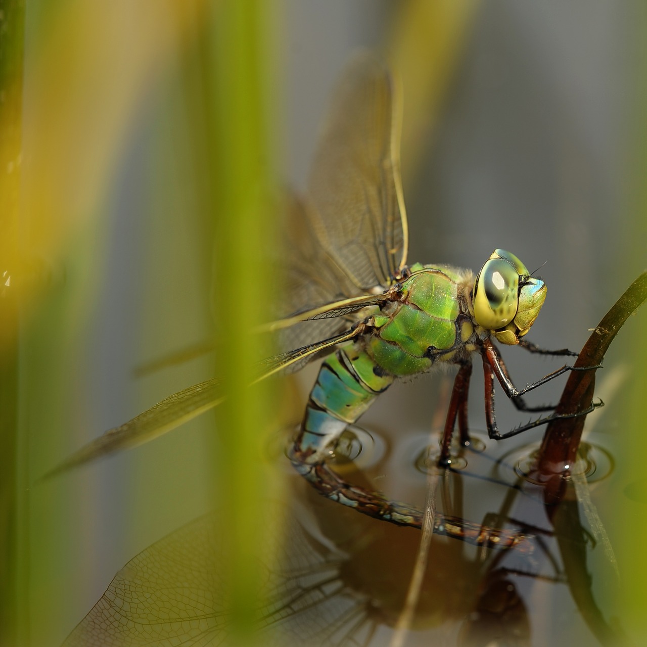 Image - dragonfly hawker pond nature macro