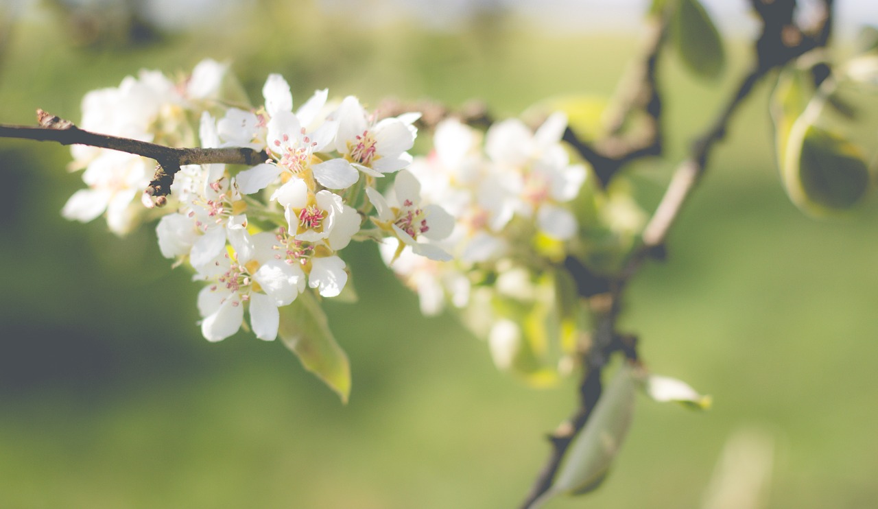 Image - pear blossom bloom pear spring