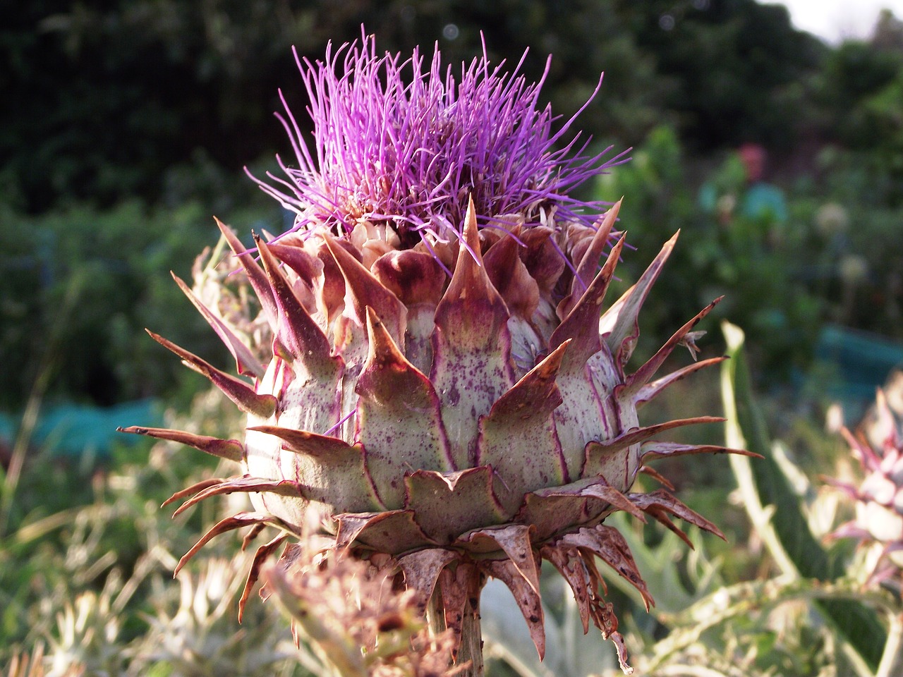 Image - artichoke flower orchard