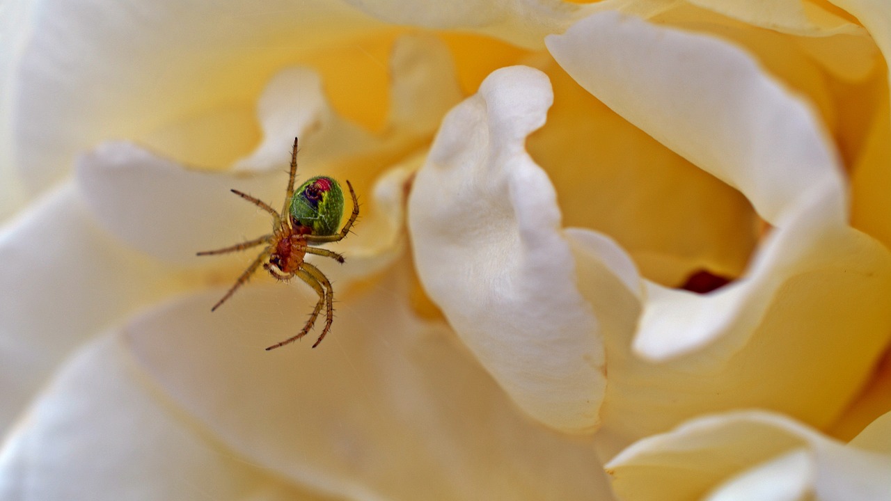 Image - spider rose pumpkin spider insect