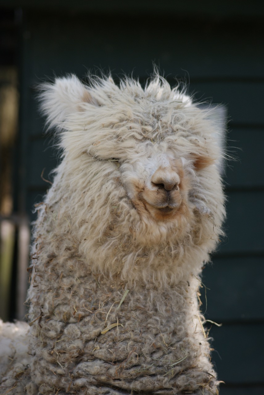 Image - alpaca animal nature netherlands