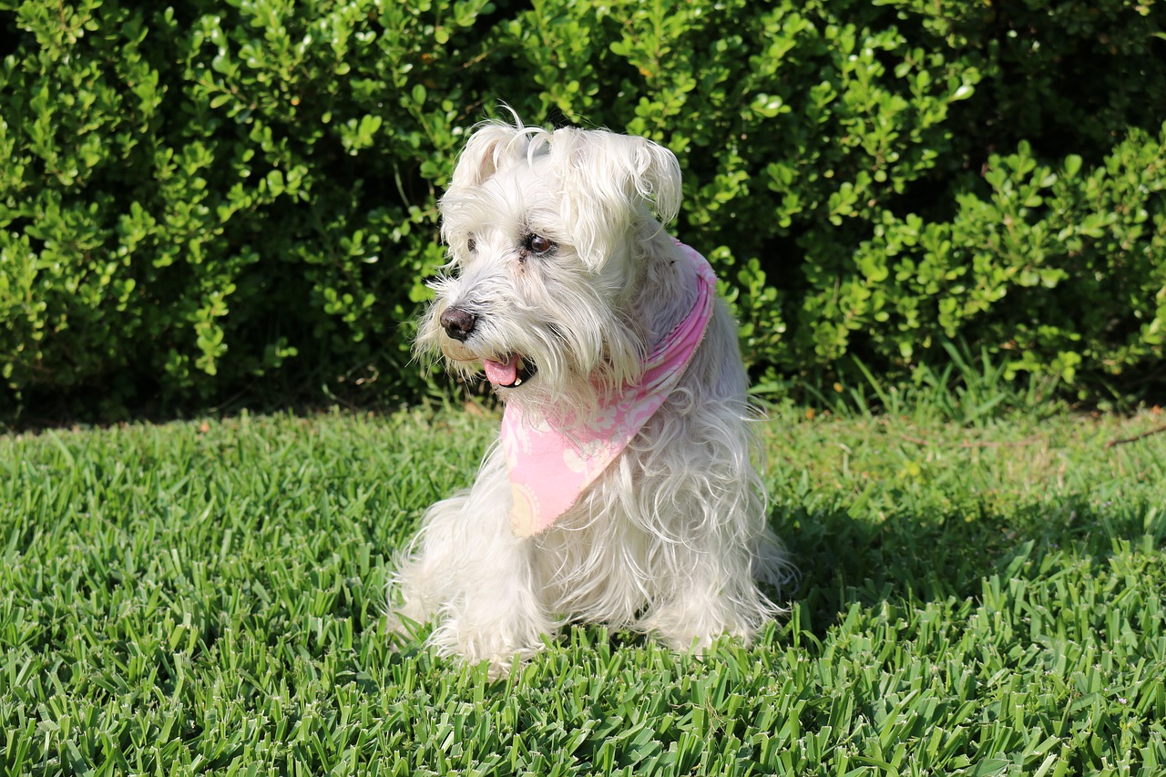 Image - dogs schnauzer pet dog breed