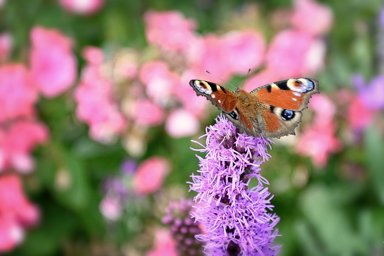 Image - european peacock butterfly peacock